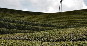 茶葉加盟店普遍經(jīng)營慘淡，不如看看法律服務(wù)行業(yè)