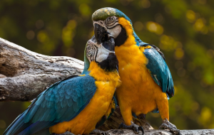 夫妻經(jīng)常吵架打鬧屬于家庭暴力嗎？